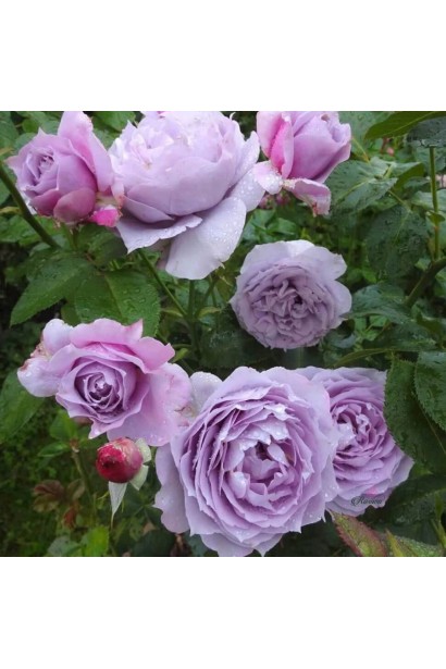 Роза голубовато-фиолетовая Новалис